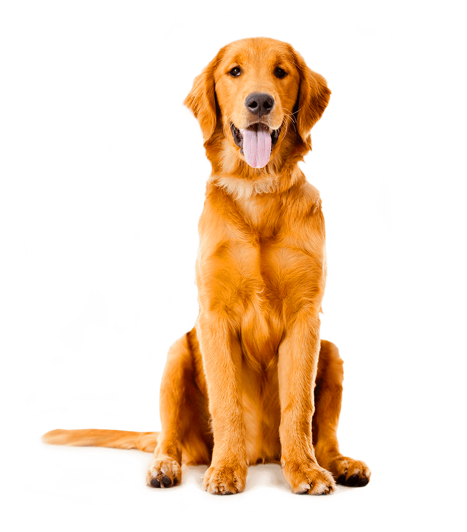 hero dog